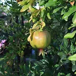 Muskebi Appart hôtel Ortakent