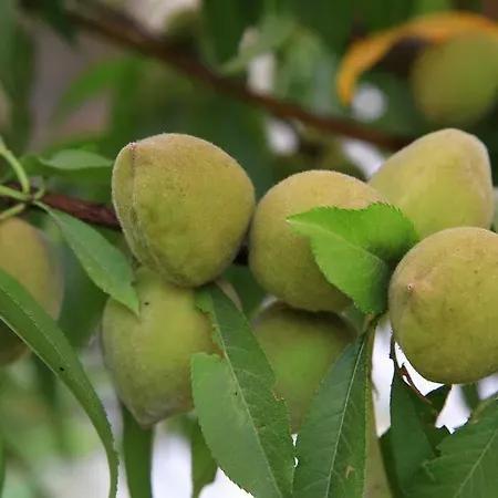 Apartahotel Muskebi 3*