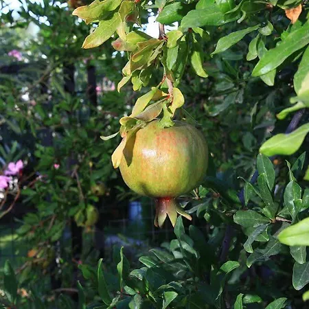 Muskebi Apartahotel Ortakent