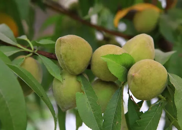 Aparthotel Muskebi 3*