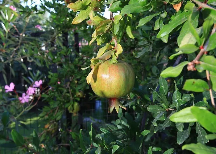 Muskebi Aparthotel Ortakent